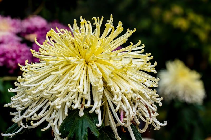 Autumn Chrysanthemums