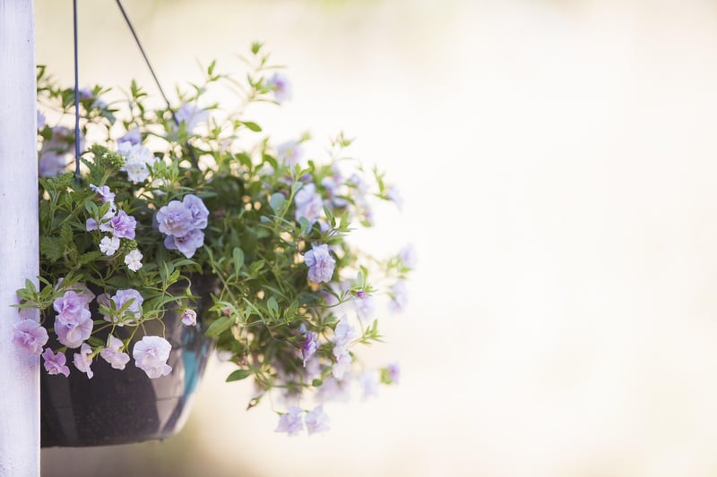 Hanging Baskets