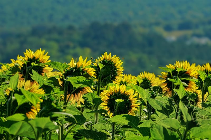 Summer Sunflower