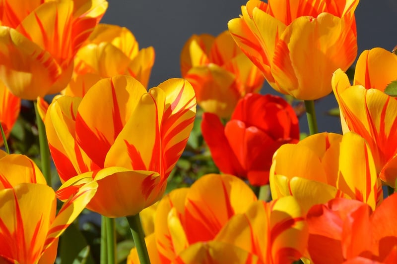 Spring Tulips
