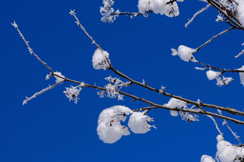 Winter Garden